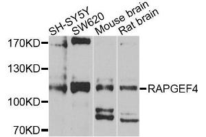 Western blot analysis of extracts of various cell lines, using RAPGEF4 antibody (ABIN5972539) at 1/1000 dilution. (RAPGEF4 抗体)