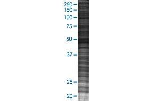 Western Blotting (WB) image for DOC2B 293T Cell Transient Overexpression Lysate(Denatured) (ABIN1334108)