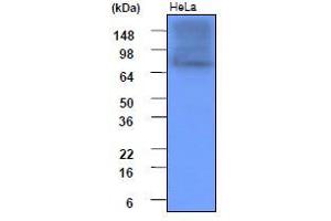 Western Blotting (WB) image for anti-Heat Shock Protein 90kDa alpha (Cytosolic), Class A Member 1 (HSP90AA1) (AA 1-732), (N-Term) antibody (ABIN317533) (HSP90AA1 抗体  (N-Term))