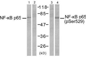 Western blot analysis of extracts from MDA-MB-231 cells, untreated or treated with TNF-α (20ng/ml, 10min) using NF-κB p65 (Ab-529) antibody (E021210, Line 1 and 2) and NF-κB p65 (phospho-Ser529) antibody (E011217, Line 3 and 4). (NF-kB p65 抗体  (pSer529))