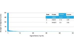 Analysis of Protein Array containing more than 19,000 full-length human proteins using HER-2 Monospecific Mouse Monoclonal Antibody (ERBB2/3257). (ErbB2/Her2 抗体  (AA 311-462))