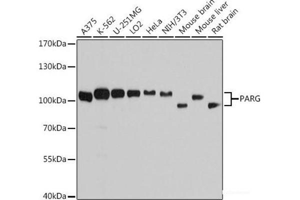 PARG 抗体
