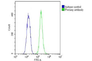 Overlay histogram showing C2C12 cells stained with (ABIN6242661 and ABIN6578874)(green line). (TUBB 抗体  (AA 298-328))