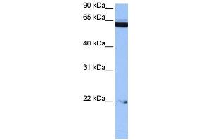 C14ORF174 antibody used at 0. (C14orf174 抗体  (N-Term))