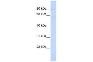 CUGBP2 antibody used at 1 ug/ml to detect target protein. (CELF2 抗体  (N-Term))