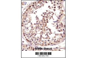 TSPY Antibody immunohistochemistry analysis in formalin fixed and paraffin embedded human testis tissue followed by peroxidase conjugation of the secondary antibody and DAB staining. (TSPY1 抗体  (C-Term))