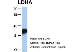Host: Rabbit Target Name: LDHA Sample Type: Hela Antibody Dilution: 1. (Lactate Dehydrogenase A 抗体  (Middle Region))