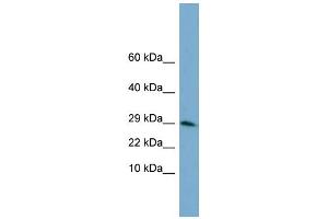 WB Suggested Anti-HIST3H3 Antibody Titration:  0. (Histone 3 抗体  (N-Term))