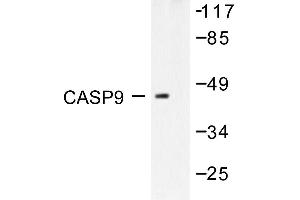 Image no. 1 for anti-Caspase 9, Apoptosis-Related Cysteine Peptidase (CASP9) antibody (ABIN271876) (Caspase 9 抗体)