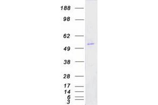 FYN Protein (Transcript Variant 1) (Myc-DYKDDDDK Tag)