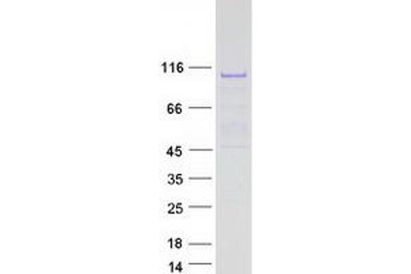 SIX4 Protein (Myc-DYKDDDDK Tag)