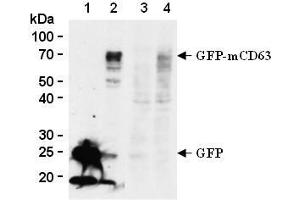 Western blot analysis of mouse CD63 expression in GFP-tagged mouse CD63 transfected 293T (2, 4) and GFP transfected 293T (1, 3) using anti-GFP antibody (clone 1E4, lane 1 and 2) or anti-mouse CD63 (clone R5G2, lane 3 and 4, AM26556AF-N). (CD63 抗体)