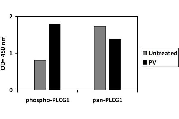 Phospholipase C gamma 1 ELISA 试剂盒