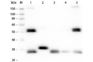 Western Blot of Anti-Rat IgG (H&L) (GOAT) Antibody (Min X Bv Ch Gt GP Ham Hs Hu Ms Rb & Sh Serum Proteins) . (山羊 anti-大鼠 IgG (Heavy & Light Chain) Antibody (PE) - Preadsorbed)