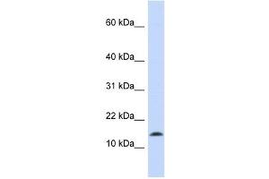 Synuclein Alpha antibody used at 1 ug/ml to detect target protein. (SNCA 抗体)