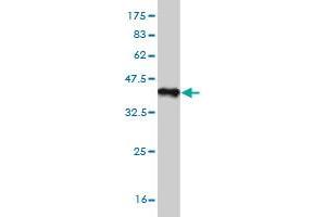 Western Blotting (WB) image for anti-Stress-Induced-phosphoprotein 1 (STIP1) (AA 445-543) antibody (ABIN564757)