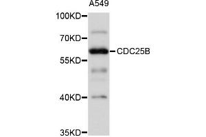 Western blot analysis of extracts of A-549 cells, using CDC25B antibody (ABIN4903213) at 1:1000 dilution. (CDC25B 抗体)