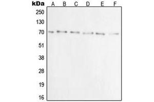 Western blot analysis of Ku70 expression in A549 (A), A431 (B), C32 (C), HeLa (D), Jurkat (E), COS7 (F) whole cell lysates. (XRCC6 抗体  (N-Term))