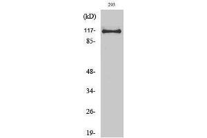 Western Blotting (WB) image for anti-Ubiquitin Specific Peptidase 38 (USP38) (Internal Region) antibody (ABIN3187433) (USP38 抗体  (Internal Region))