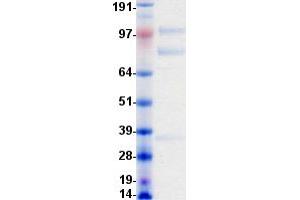 Validation with Western Blot (MST1R Protein (DYKDDDDK-His Tag))