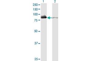 Western Blotting (WB) image for anti-X-Ray Repair Complementing Defective Repair in Chinese Hamster Cells 5 (Double-Strand-Break Rejoining) (XRCC5) (AA 1-732) antibody (ABIN563391)