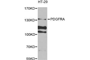 Western blot analysis of extracts of HT-29 cells, using PDGFRA antibody (ABIN1874075) at 1:1000 dilution. (PDGFRA 抗体)