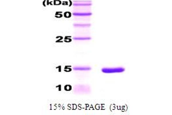 CEBPA Protein (AA 270-358) (His tag)