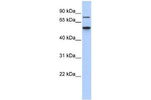 WB Suggested Anti-Csnk1g1 Antibody Titration:  0. (CSNK1G1 抗体  (Middle Region))