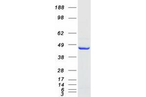 LANCL1 Protein (Transcript Variant 1) (Myc-DYKDDDDK Tag)