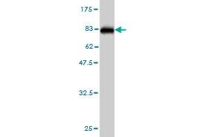 Western Blotting (WB) image for anti-Stress-Induced-phosphoprotein 1 (STIP1) (AA 1-543) antibody (ABIN564756)