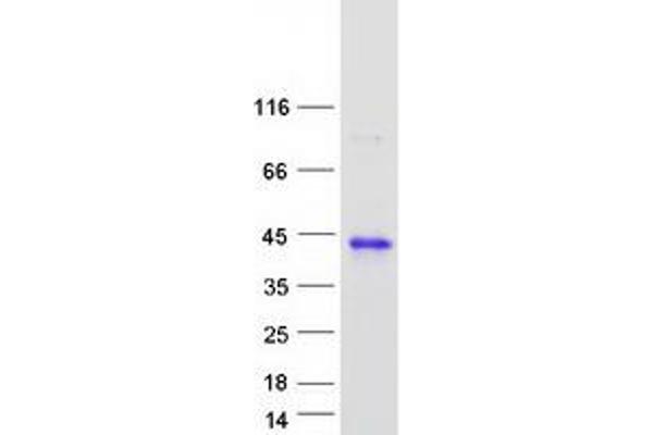 HCCS Protein (Myc-DYKDDDDK Tag)