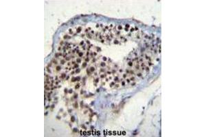 Immunohistochemistry (IHC) image for anti-SRY (Sex Determining Region Y)-Box 15 (SOX15) antibody (ABIN2996770) (SOX15 抗体)