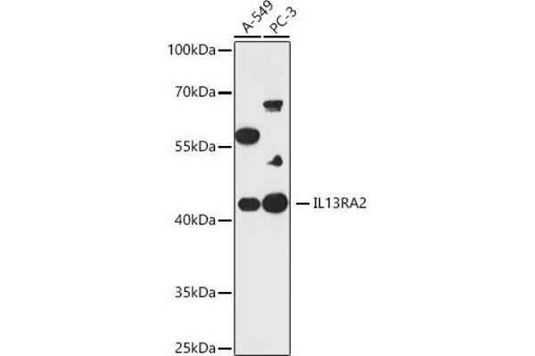 IL13RA2 抗体
