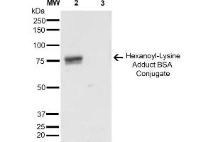 Western Blot analysis of Hexanoyl Lysine-BSA Conjugate showing detection of 67 kDa Hexanoyl-Lysine adduct-BSA using Mouse Anti-Hexanoyl-Lysine adduct Monoclonal Antibody, Clone 5D9 . (Hexanoyl-Lysine Adduct (HEL) 抗体 (HRP))