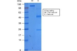 Western Blotting (WB) image for anti-Epithelial Cell Adhesion Molecule (EPCAM) (AA 77-202), (Extracellular Domain) antibody (ABIN6939985)