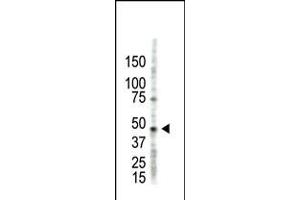 Antibody is used in Western blot to detect PRMT2 in HL60 cell lysate. (PRMT2 抗体  (N-Term))