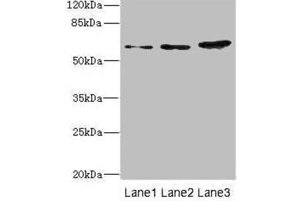 HERV-FRD Provirus Ancestral Env Polyprotein (Herv-frd) (AA 16-250) 抗体