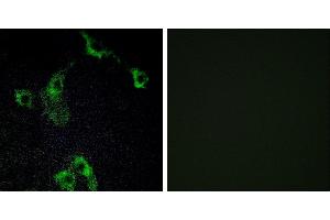 Peptide - +Immunofluorescence analysis of COS-7 cells, using CIDEB antibody. (CIDEB 抗体  (Internal Region))
