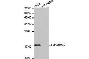 Western Blotting (WB) image for anti-Histone 3 (H3) (H3K79me3) antibody (ABIN1873008) (Histone 3 抗体  (H3K79me3))