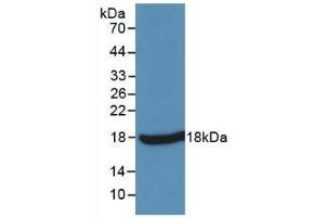 Detection of Recombinant TNFa, Simian using Monoclonal Antibody to Tumor Necrosis Factor Alpha (TNFa) (TNF alpha 抗体  (AA 77-197))