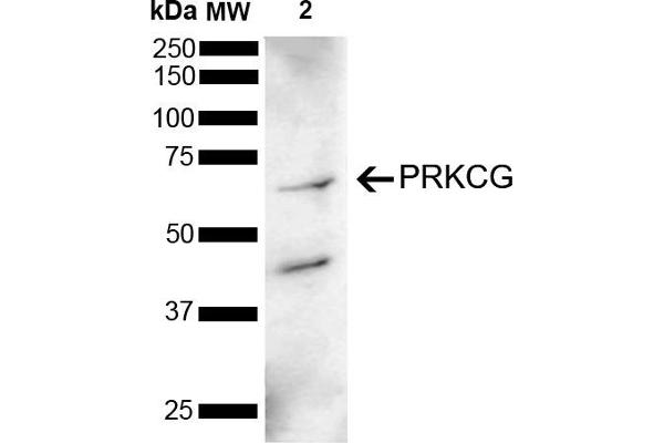 PKC gamma 抗体  (AA 150-250) (PerCP)
