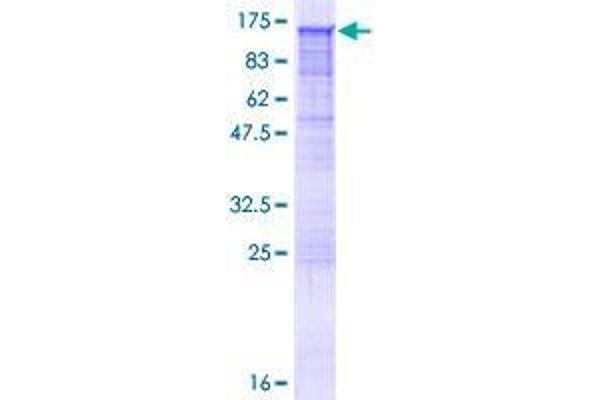 RAPGEF4 Protein (AA 1-1011) (GST tag)