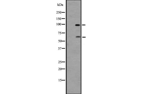 G Protein-Coupled Receptor 133 抗体  (Internal Region)