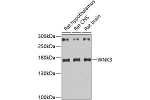 WNK3 抗体