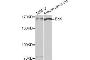 Western blot analysis of extracts of various cell lines, using Bcl9 antibody (ABIN5974117) at 1:400 dilution. (BCL9 抗体)