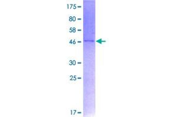 PPIF Protein (AA 1-207) (GST tag)