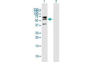 Western Blot analysis of LIPG expression in transfected 293T cell line by LIPG MaxPab polyclonal antibody. (LIPG 抗体  (AA 1-500))