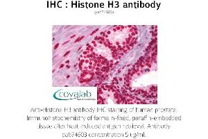 Image no. 1 for anti-Histone 3 (H3) antibody (ABIN1735464) (Histone 3 抗体)