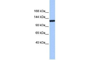 TEX2 antibody used at 0. (TEX2 抗体  (N-Term))