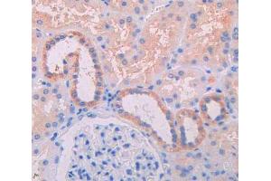 IHC-P analysis of kidney tissue, with DAB staining. (IL3RA 抗体  (AA 19-157))